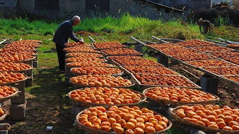 年关将至返乡潮，初级农产品行业迎春焕发新机