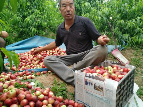 蒜价跌入谷底，油桃滞销田间 初级农产品周期性阵痛与菜农的出路探索
