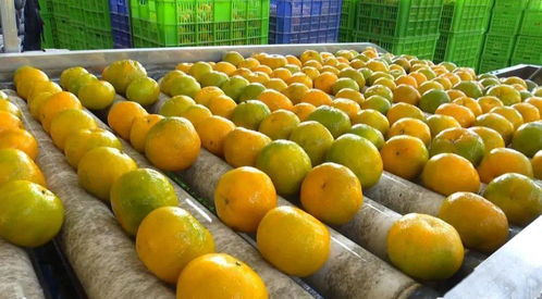 安溪这一特色农产品荣获地理标志证明商标称号