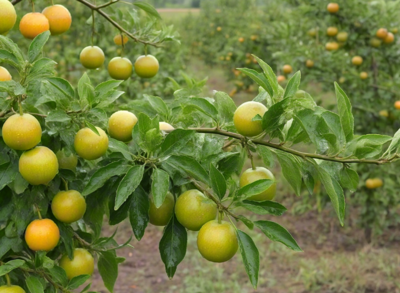 察哈尔右翼后旗初级农产品发展现状与前景