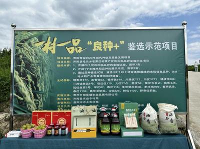 毛云乡发展“三个农业”点燃产业希望，初级农产品焕发新活力