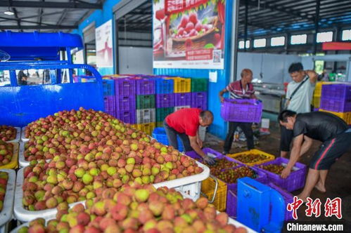 荔枝涨价，产量或腰斩，皆因天气作祟